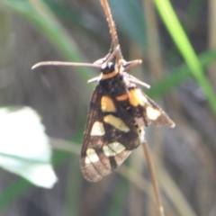 Amata nigriceps (A Handmaiden moth) at Tathra, NSW - 9 Nov 2012 by KerryVance