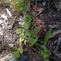 Erodium sp. (A Storksbill) at Acton, ACT - 2 Nov 2016 by TimYiu