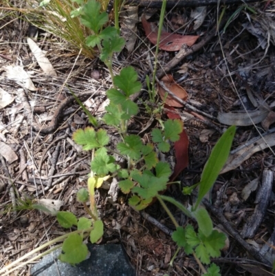 Erodium sp. (A Storksbill) at ANU Liversidge Precinct - 2 Nov 2016 by TimYiu