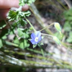 Erodium sp. at Acton, ACT - 2 Nov 2016