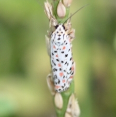 Utetheisa pulchelloides (Heliotrope Moth) at Tathra, NSW - 3 Feb 2011 by KerryVance
