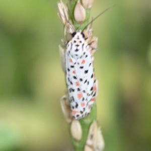 Utetheisa pulchelloides at Tathra, NSW - 4 Feb 2011 12:00 AM