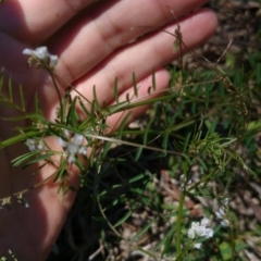 Vicia hirsuta (Hairy Vetch) at ANU Liversidge Precinct - 2 Nov 2016 by TimYiu