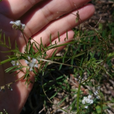 Vicia hirsuta (Hairy Vetch) at Australian National University - 2 Nov 2016 by TimYiu