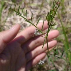 Vicia hirsuta at Acton, ACT - 2 Nov 2016