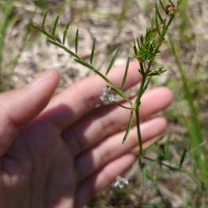 Vicia hirsuta at Acton, ACT - 2 Nov 2016