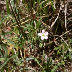 Geranium sp. (Geranium) at ANU Liversidge Precinct - 2 Nov 2016 by TimYiu