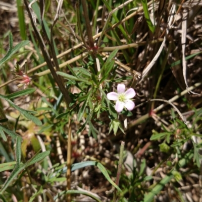 Geranium (genus) (Geranium) at Acton, ACT - 2 Nov 2016 by TimYiu
