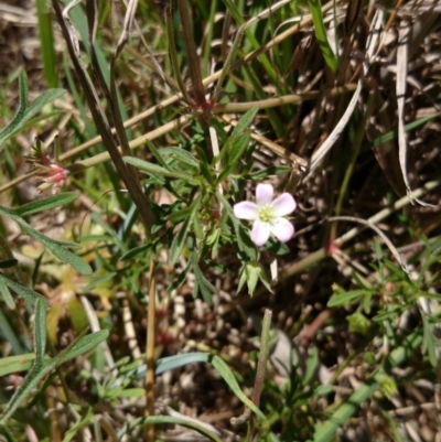 Geranium sp. (Geranium) at ANU Liversidge Precinct - 2 Nov 2016 by TimYiu