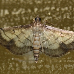 Cnaphalocrocis poeyalis at Tathra Public School - 14 Apr 2012