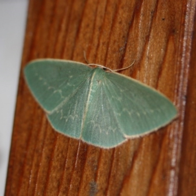 Chlorocoma dichloraria (Guenee's or Double-fringed Emerald) at Tathra Public School - 10 Oct 2013 by KerryVance