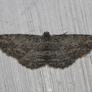 Psilosticha absorpta at Tathra Public School - 10 Oct 2013 08:59 PM