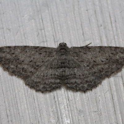 Psilosticha absorpta (Fine-waved Bark Moth) at Tathra, NSW - 10 Oct 2013 by KerryVance