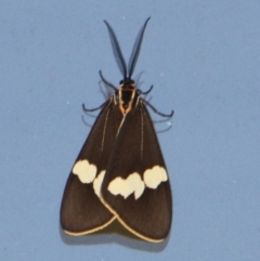 Nyctemera amicus (Senecio Moth, Magpie Moth, Cineraria Moth) at Tathra Public School - 18 Oct 2012 by KerryVance