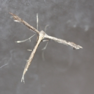 Pterophoridae (family) at Tathra, NSW - 23 Apr 2014 09:33 AM