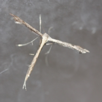 Pterophoridae (family) (A Plume Moth) at Tathra, NSW - 22 Apr 2014 by KerryVance