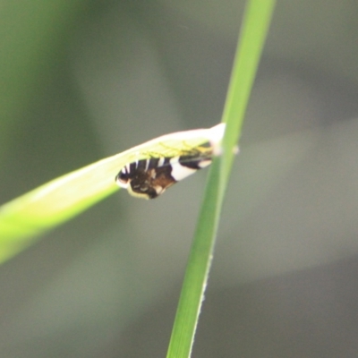 Glyphipterix (genus) (A sedge moth) at Tathra, NSW - 22 Apr 2013 by KerryVance