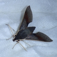 Hippotion scrofa (Coprosma Hawk Moth) at Tathra Public School - 4 Mar 2015 by KerryVance