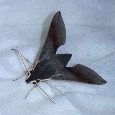 Hippotion scrofa (Coprosma Hawk Moth) at Tathra Public School - 5 Mar 2015 by KerryVance