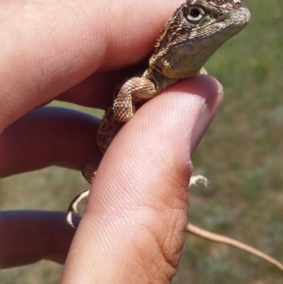 Tympanocryptis lineata (Canberra Grassland Earless Dragon, Lined Earless Dragon) at Jerrabomberra Grassland - 2 Nov 2016 by NickWilson