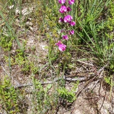 Swainsona recta (Small Purple Pea) at Aranda Bushland - 2 Nov 2016 by NickWilson