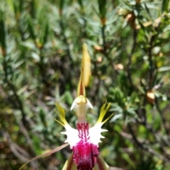 Caladenia atrovespa (Green-comb Spider Orchid) at Aranda Bushland - 2 Nov 2016 by NickWilson