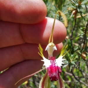 Caladenia atrovespa at Aranda, ACT - 2 Nov 2016