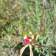 Caladenia atrovespa at Aranda, ACT - 2 Nov 2016