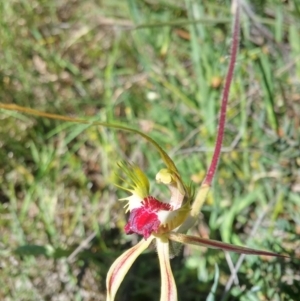 Caladenia atrovespa at Aranda, ACT - 2 Nov 2016