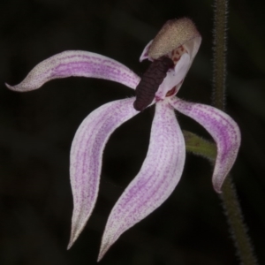 Caladenia congesta at Acton, ACT - 2 Nov 2016