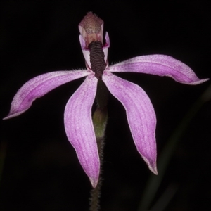 Caladenia congesta at Undefined Area - suppressed