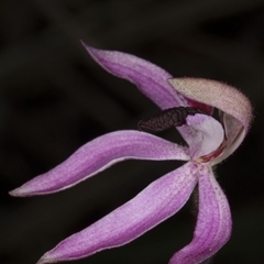 Caladenia congesta at Point 38 - 2 Nov 2016