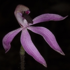 Caladenia congesta at Point 38 - 2 Nov 2016