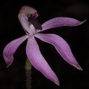 Caladenia congesta at Undefined Area - suppressed