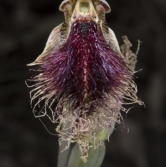 Calochilus platychilus (Purple Beard Orchid) at Black Mountain - 2 Nov 2016 by DerekC