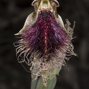 Calochilus platychilus at Undefined Area - suppressed