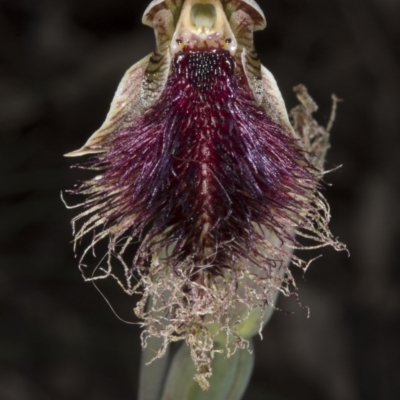 Calochilus platychilus (Purple Beard Orchid) at Black Mountain - 2 Nov 2016 by DerekC