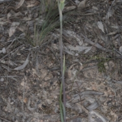 Calochilus platychilus at Undefined Area - suppressed