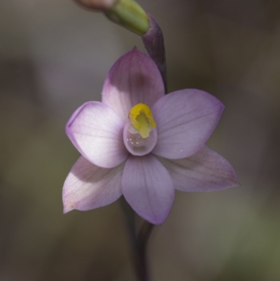 Thelymitra carnea (Tiny Sun Orchid) at Acton, ACT - 2 Nov 2016 by DerekC