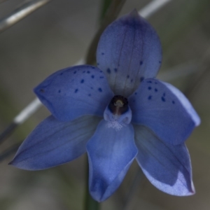 Thelymitra juncifolia at Acton, ACT - suppressed