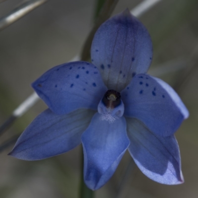 Thelymitra juncifolia (Dotted Sun Orchid) at Black Mountain - 2 Nov 2016 by DerekC