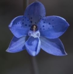 Thelymitra juncifolia at Acton, ACT - suppressed