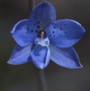 Thelymitra juncifolia at Acton, ACT - 2 Nov 2016