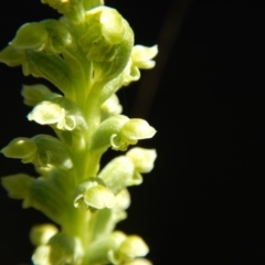 Microtis unifolia (Common Onion Orchid) at Gowrie, ACT - 2 Nov 2016 by MichaelMulvaney