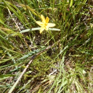 Hypoxis hygrometrica var. villosisepala at Cook, ACT - 2 Nov 2016