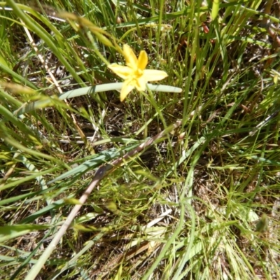 Hypoxis hygrometrica var. villosisepala (Golden Weather-grass) at Aranda Bushland - 2 Nov 2016 by MichaelMulvaney