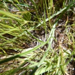 Hypoxis hygrometrica var. villosisepala at Cook, ACT - 2 Nov 2016