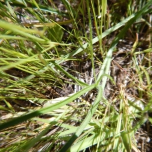 Hypoxis hygrometrica var. villosisepala at Cook, ACT - 2 Nov 2016