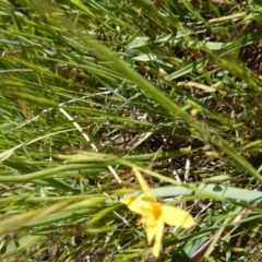 Hypoxis hygrometrica var. villosisepala at Cook, ACT - 2 Nov 2016