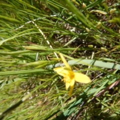 Hypoxis hygrometrica var. villosisepala at Cook, ACT - 2 Nov 2016